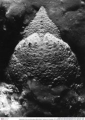 Historisches Foto von Ambulocapsa altilis (Robins, Feldmann & Schweitzer, 2013) (NHMW-AFW-GEO-BACHMAYER-FOTO-1990-0041-1605)